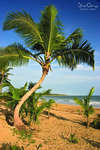 Sivory Punta Cana 
